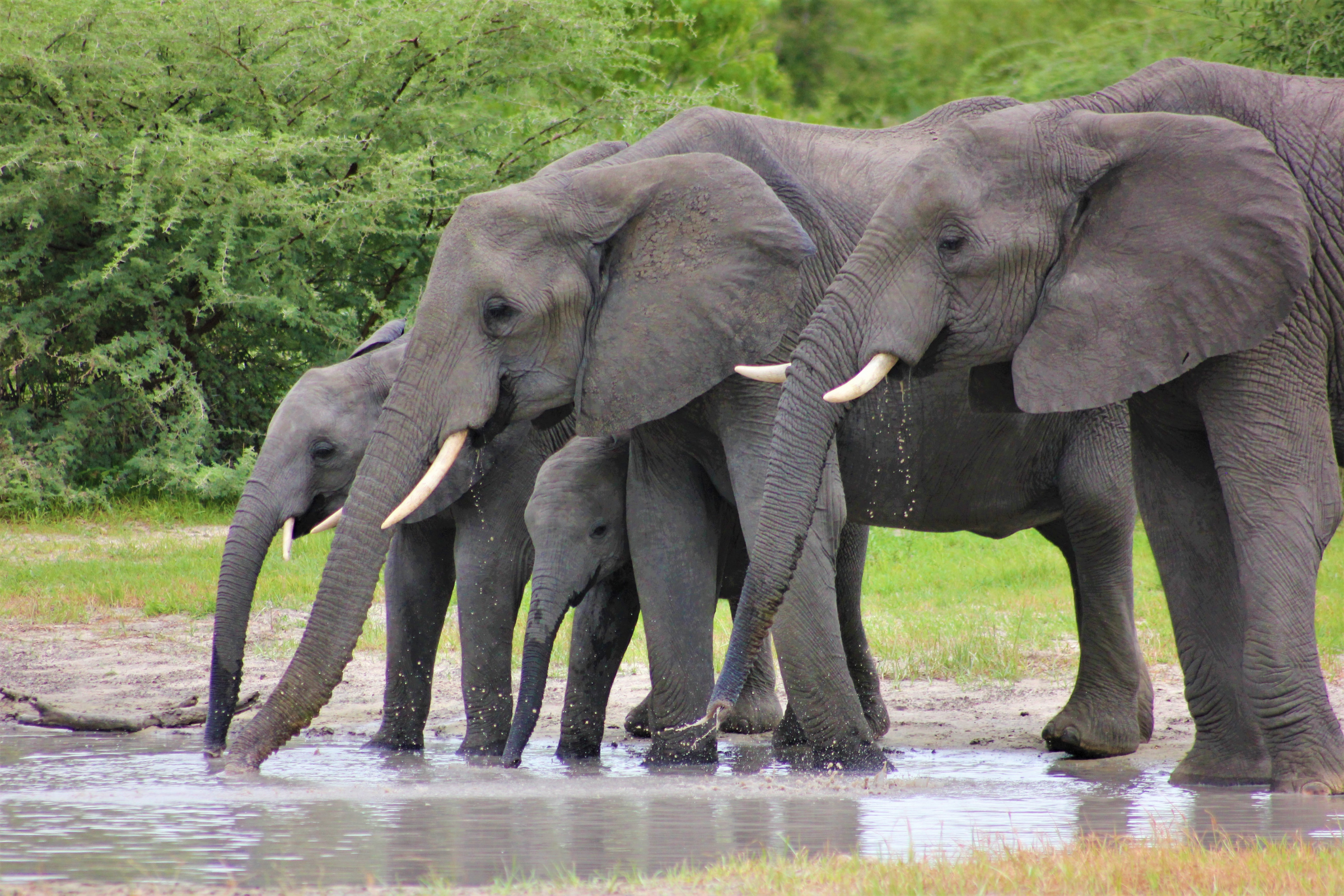 Elephant_Care_Center[1].webp
